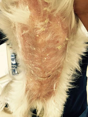 veterinary-britton-cutaneouslymph-BP_BB_1_authorsupplied_450.jpg