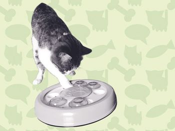 veterinary-cat-food-puzzle-floor-450.jpg