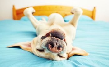 veterinary-dog-is-lying-on-back-on-the-bed-selective-focus-shutterstock-337520018450.jpg