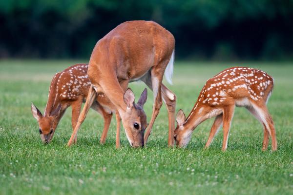 Research finds SARS-CoV-2 declining in animals 