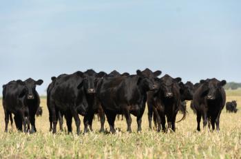 Beef cattle