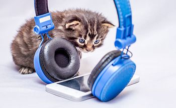 veterinary-kitten-headphones-AdobeStock_214714060-450.jpeg