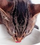 veterinary_cat_drinking_AB02587-767113-1384164408132.jpg