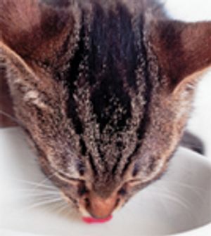 veterinary_cat_drinking_AB02587-767113-1384164408132.jpg