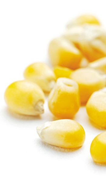 veterinary_corn-kernals_220px_122374392.jpg