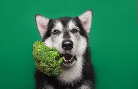 veterinary-dog-with-broccoli_leadership-challenge-colors-AdobeStock_240305272-450.jpg