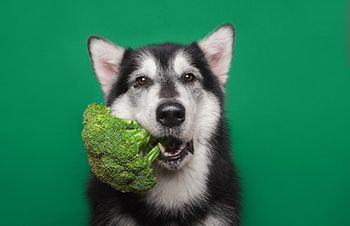 veterinary-dog-with-broccoli_leadership-challenge-colors-AdobeStock_240305272-450.jpg