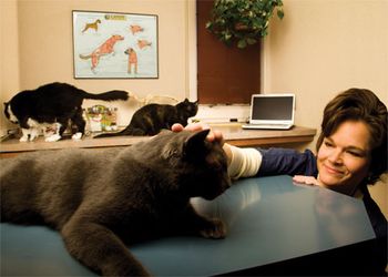 veterinary_cats_4_460-648208-1384340706380.jpg