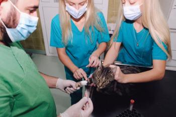 Vet techs in action