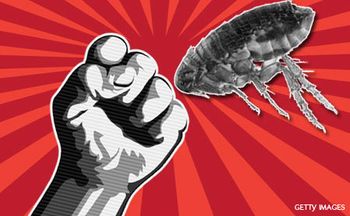 veterinary-flea-war-fist-red-450-278.jpg