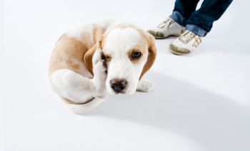 veterinary-itchydog-providedbyvetcelltx-body.jpg