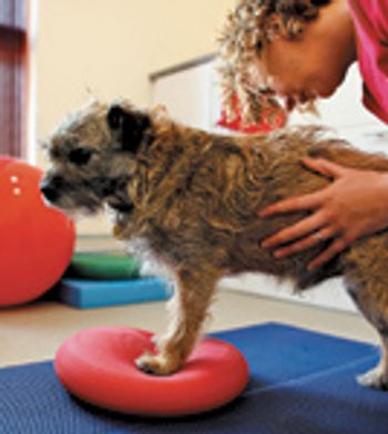 veterinary_rehab_0211-754685-1384165358117.jpg