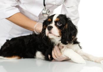 RECOVER first aid guidelines give veterinary teams a playbook for coaching clients