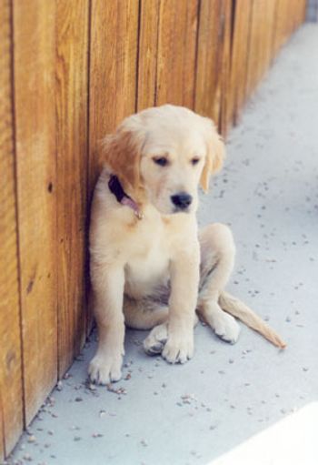 3-Farrah-puppy-780136-1384159444291.jpg