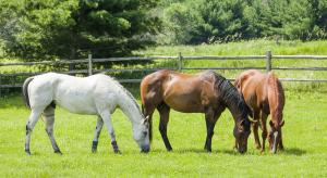 Update: AAEP parasite control guidelines 