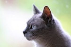 Managing Feline Epilepsy With Extended-release Levetiracetam