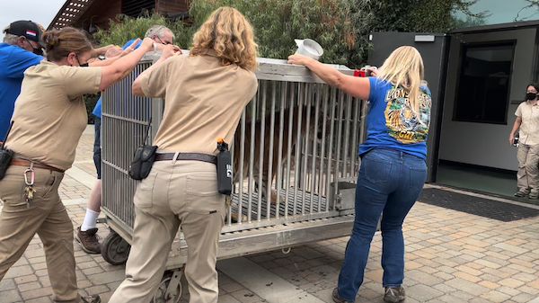Four big cats rescued with national collaboration of zoo and sanctuaries 9 Four big cats rescued with national collaboration of zoo and sanctuaries