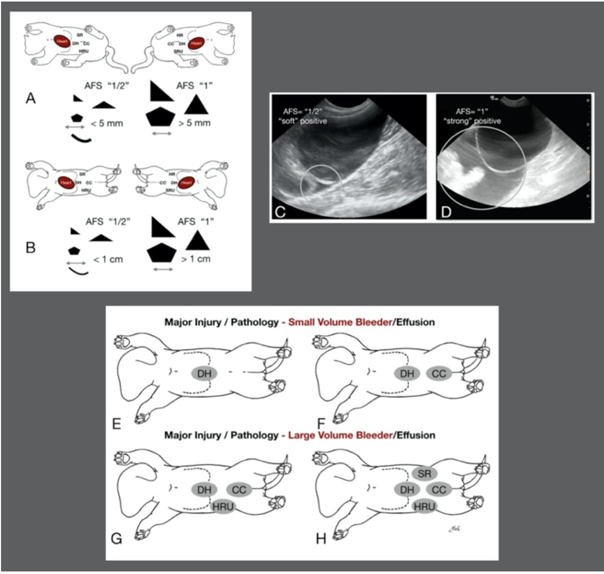 Up your imaging game: The power of AFAST