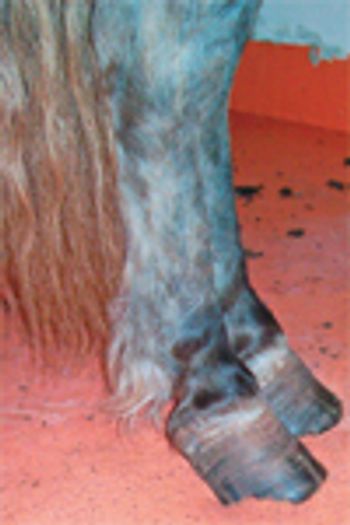 Pony_laminitis_Photo-3-Heidi-Banse-OK-State-762122-1384165897269.jpg