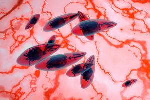 Dear Toxoplasma gondii, do you feel neglected?