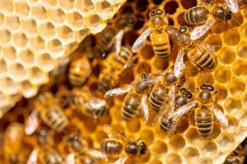 Honeybees