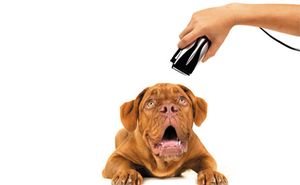 ultrasound-haircut-450.jpg