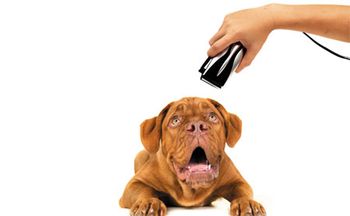 ultrasound-haircut-450.jpg