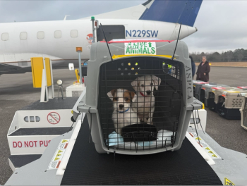 Wings of Rescue transporting displaced pets. (Image courtesy of NAVC)