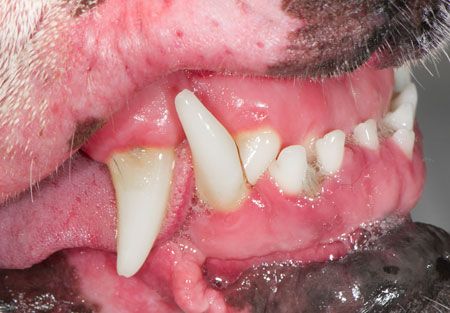 The Abcs Of Veterinary Dentistry: M Is For Malposition And Malocclusion