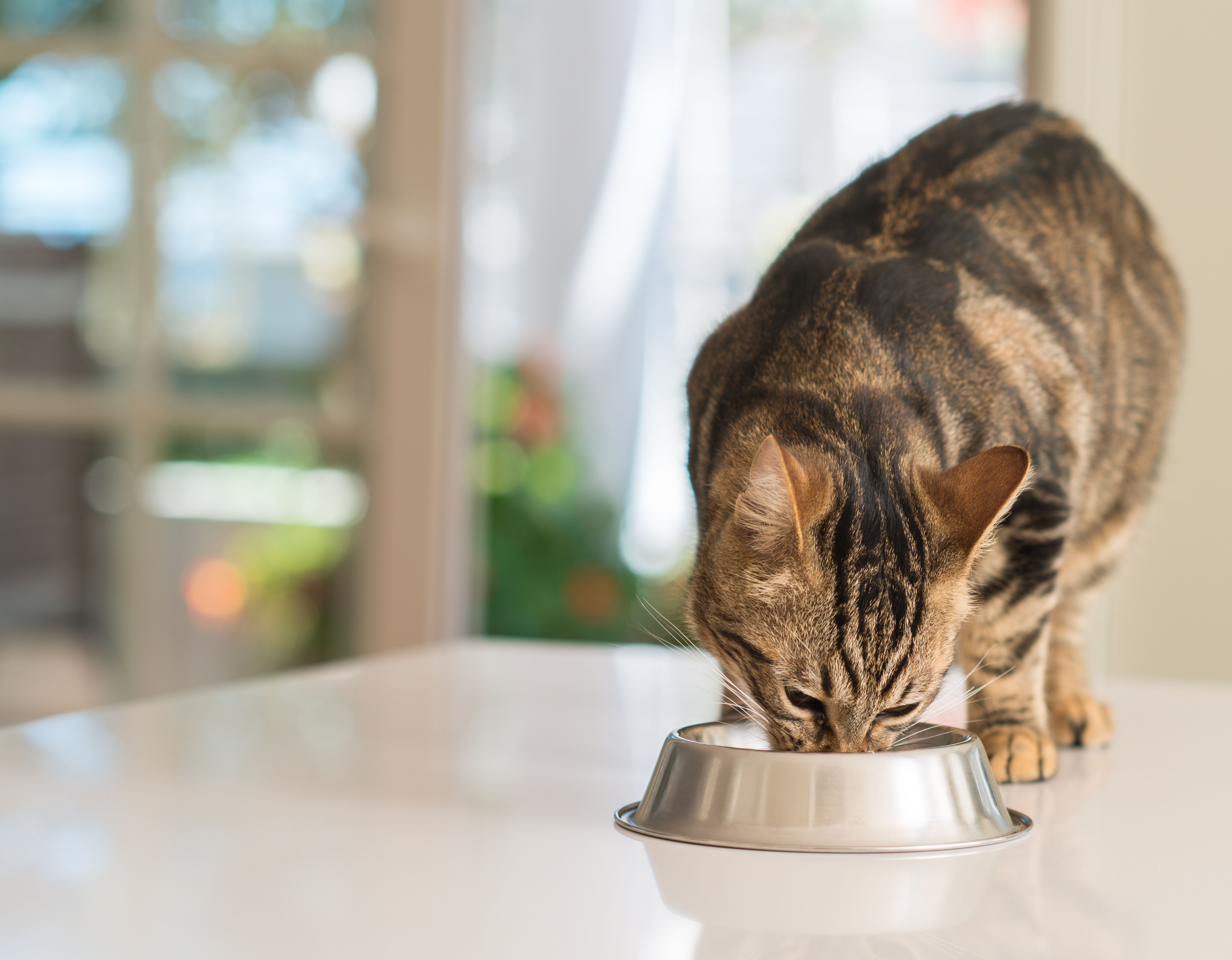 Research shows bifidobacterium Longum and Fibersol-2 may aid feline gastrointestinal health Research shows bifidobacterium Longum and Fibersol-2 may aid feline gastrointestinal health