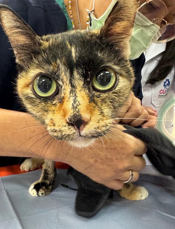 Thailand makes history with nation's first cat pacemaker surgery