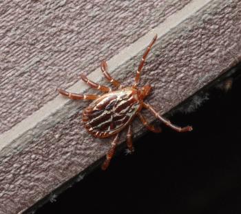 Indoor Tick Survival on Home Flooring | Image Credit: © Microbiology Lab - stock.adobe.com