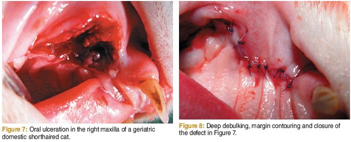 veterinary_dvm0512_Beckman_Fig7-8-773136-1384162366377.jpg