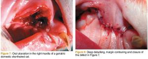 veterinary_dvm0512_Beckman_Fig7-8-773136-1384162366377.jpg