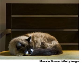 veterinary_cats_blues_wd-579246-1384524077393.jpg