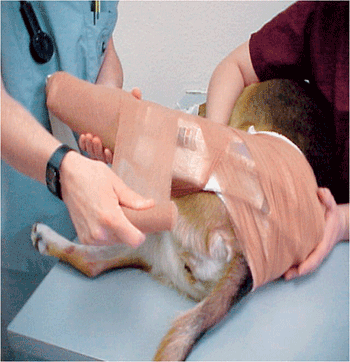 veterinary_crowe_3-608368-1384505761771.gif