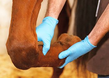 veterinary_equine_horse_450.jpg