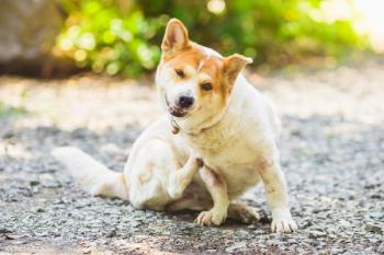 nateejindakum / stock.adobe.com / itchy dog