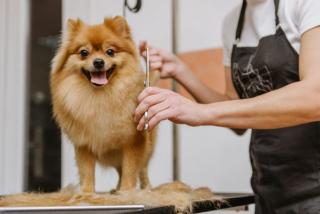 Grooming a dog