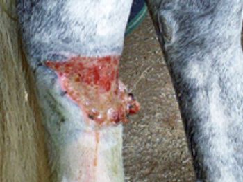 veterinary_0811_Marcella2-732419-1384184085964.jpg