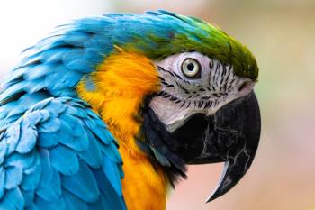 parrot / Martin / stock.adobe.com