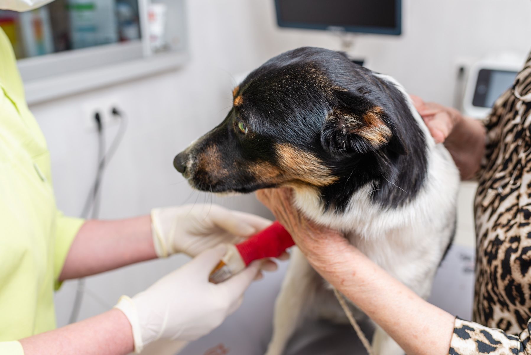 Pet oncology