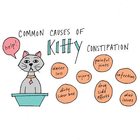 veterinary-kittyconstipation-pink-450.jpg