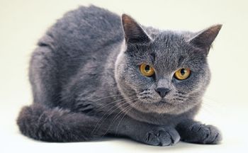 veterinary-cat-pain-flash-1.jpg