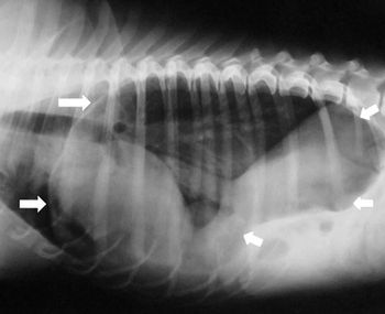 veterinary_Papazoglou_hernia_fig_1_450.jpg