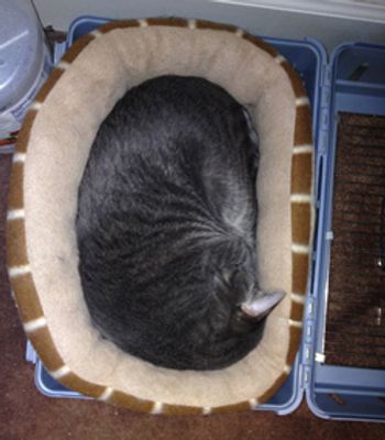 Maxx_using_bed-1.jpg