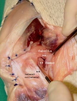 veterinary-Diagnosing and treating-12.jpg