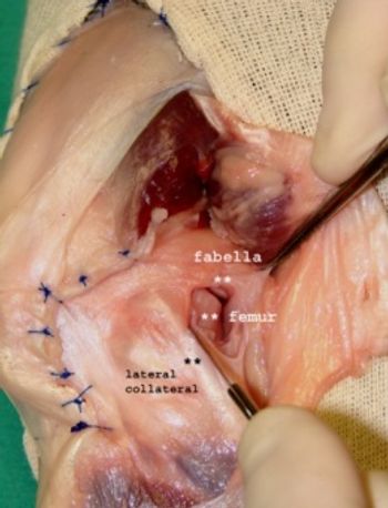 veterinary-Diagnosing and treating-12.jpg