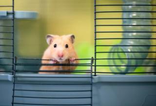 Life lessons from a hamster
