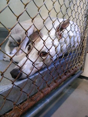 hemopet_donor_greyhound_450.jpg